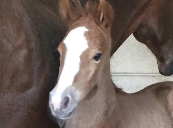 Ferienhaus Saint Georges